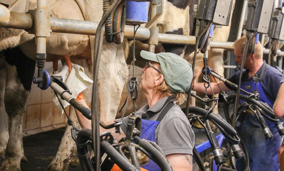 Arbeit auf der Dairy Farm Wien.