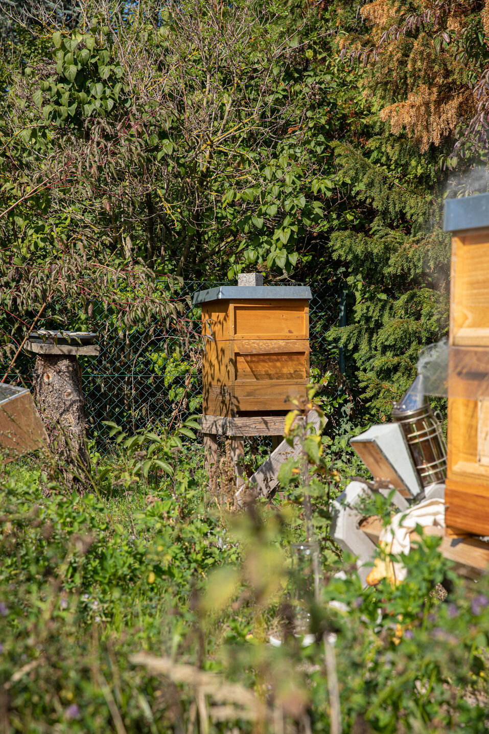 Hier fühlen sich die Bienen zuhause