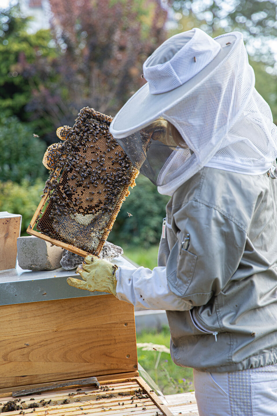 Josie betrachtet ihr Bienenvolk