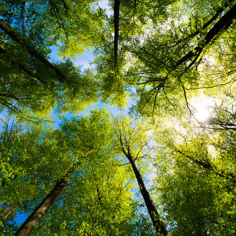 Bäume für Thüringen: Mitarbeitende der Helaba setzen 600 Jungpflanzen 